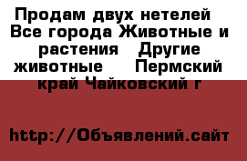 Продам двух нетелей - Все города Животные и растения » Другие животные   . Пермский край,Чайковский г.